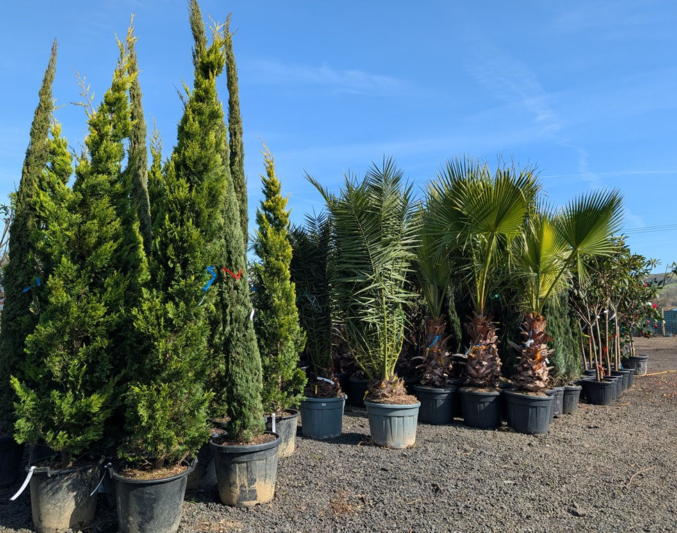 Cupressus Leylandii 'Gold Rider' Trees For Sale