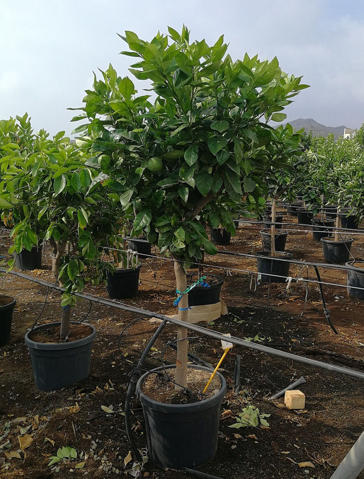 Citrus Sinensis Sanguinelli Trees. Blood Orange Trees For Sale
