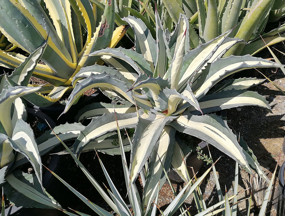 Thumbnail: Large Agave Mediopicta Alba