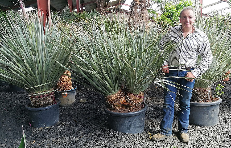 Thumbnail: Large Dasylirion Glaucophyllum multi head