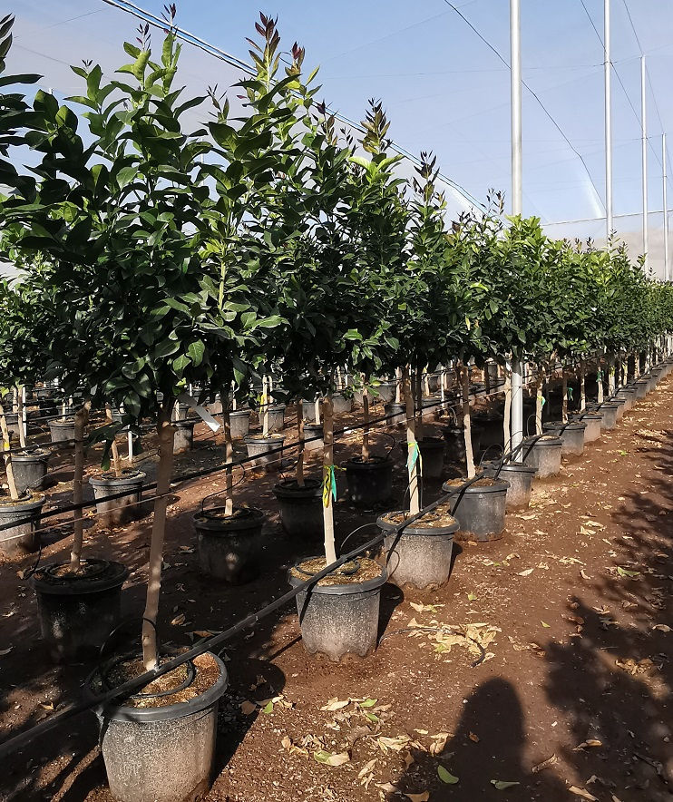 Thumbnail: CITRUS LIMON. Lemon Tree