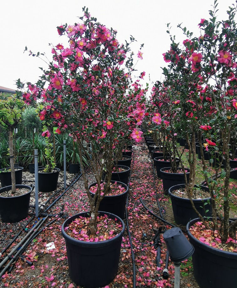 Large Camelia Sasanqua Trees For Sale