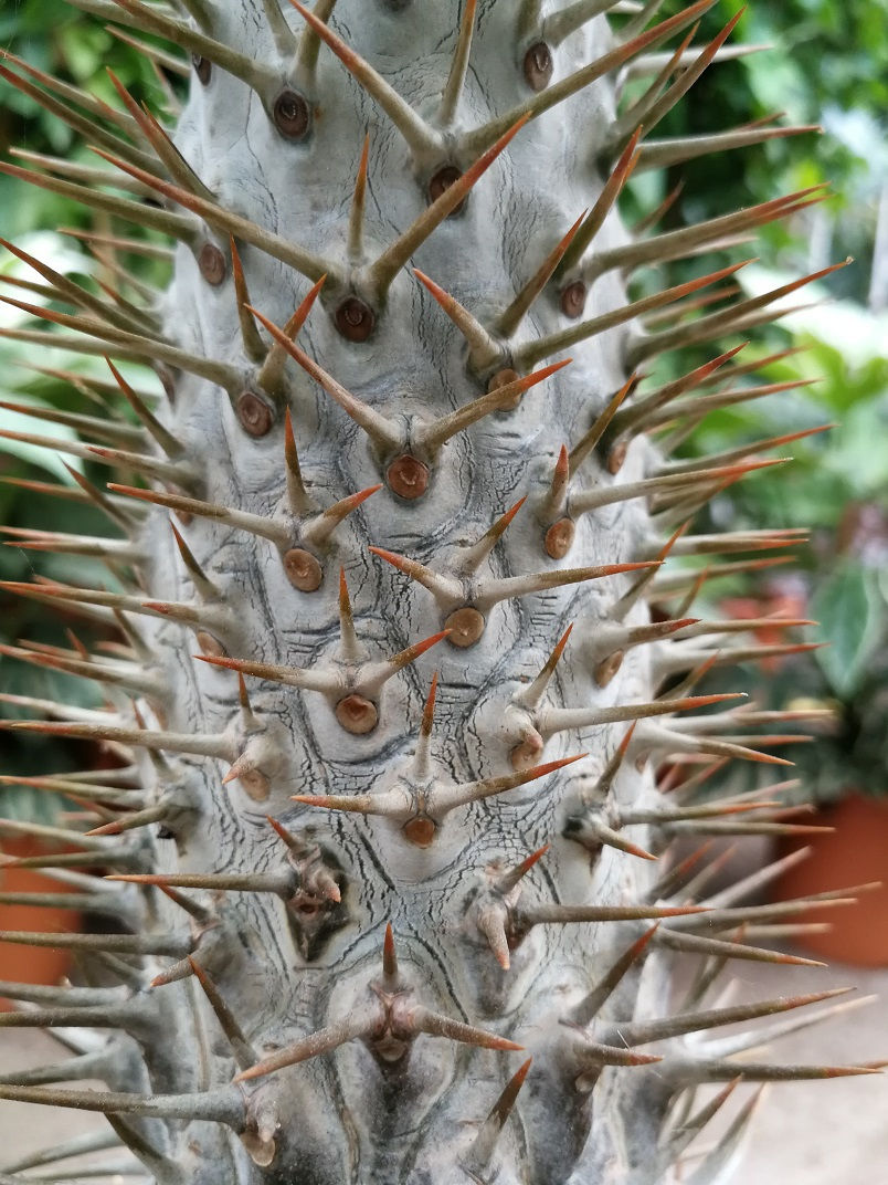 Thumbnail: Pachypodium Lamerei. Madagasgar Palm