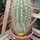 Thumbnail: Trichocereus Terscheckii Cactus For Sale. South American Saguaro Cactus.