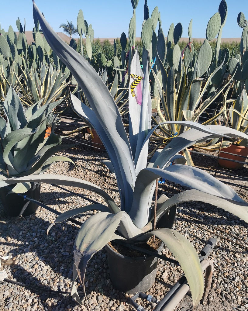 Thumbnail: Large Agave Franzosinii For Sale