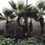 Thumbnail: Extra Large Washingtonia Palm Trees For Sale
