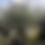 Thumbnail: Large Ancient Olive Trees