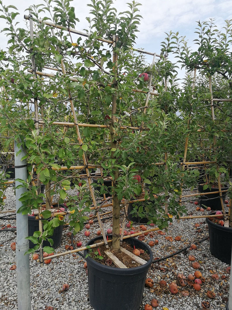 Thumbnail: Large Apple Trees Espalier Trained For Sale. Variety Belle De Boskoop