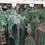 Thumbnail: Hanging Cactus Plants