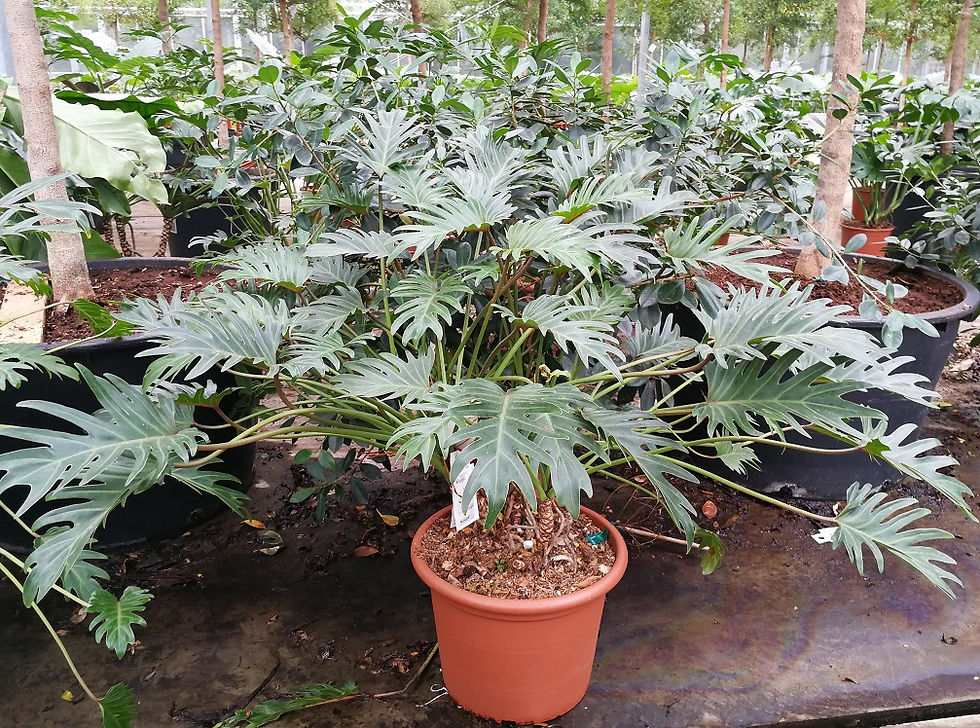 Thumbnail: Large Philodendron Xanadu Plants For Sale
