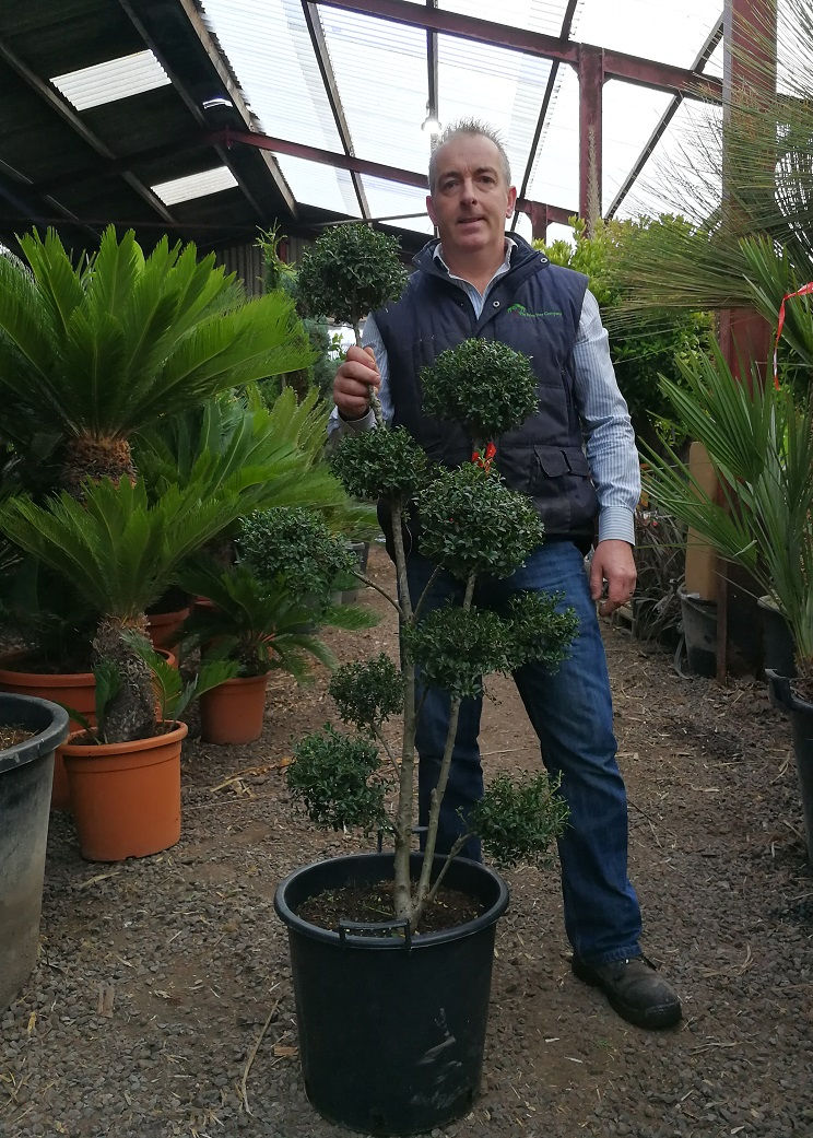 Thumbnail: Ilex Crenata 'Kinme' Pom Pom Topiary Tree. Japanese Holly Pom Pom Topiary Tree.
