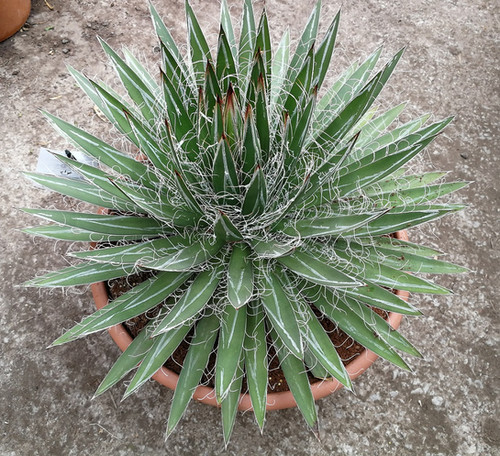 AGAVE SCHIDIGERA | thepalmtreecompany