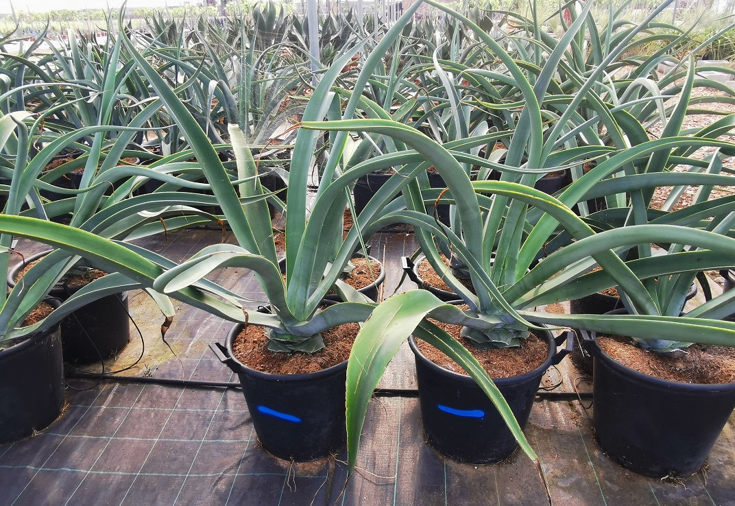Large Agave Vilmoriana Plants For Sale. Octopus Agave