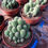 Thumbnail: Trichocereus Huascha Cactus For Sale