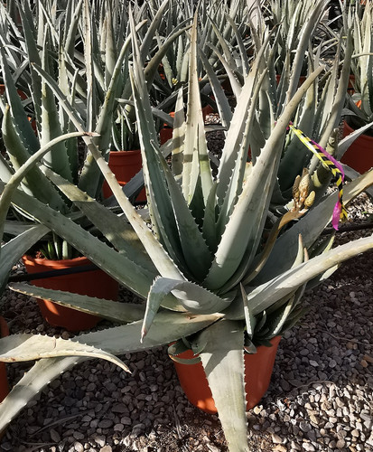 ALOE VERA. | thepalmtreecompany
