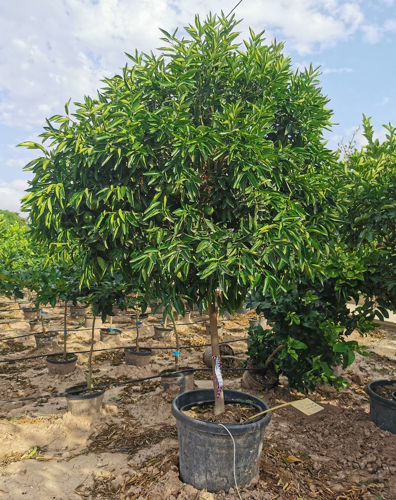 Thumbnail: Specimen Mandarin Orange Trees