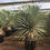 Thumbnail: Quality Yucca Rostrata for sale