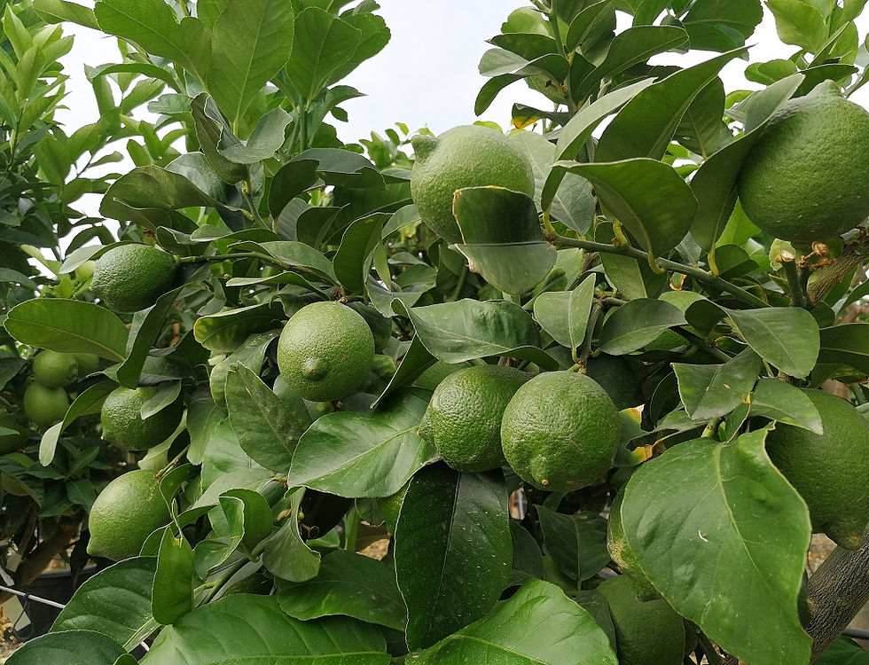 Thumbnail: Large Citrus Limonia Osbeck Tree. Rangpur Lime Trees For Sale