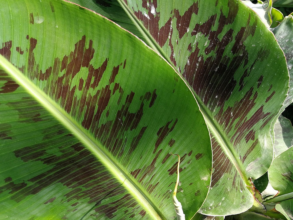 Thumbnail: Musa Acuminata 'Tropicana'. Super Dwarf Cavendish Banana Plants