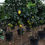 Thumbnail: Citrus Lemon Trees variety 'Eureka' For Sale