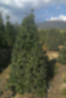 Thumbnail: Ilex Aquifolium. Common Holly. Cone Shape. Christmas Holly Cone Shape