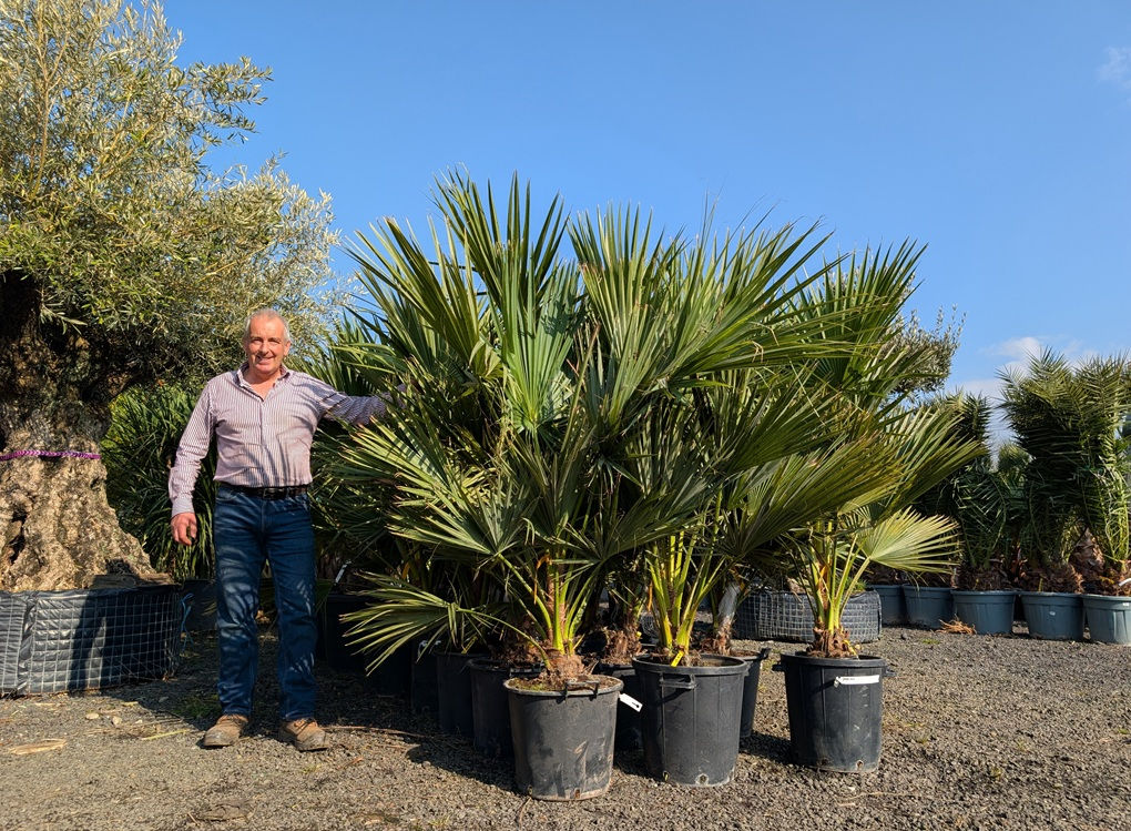 Brahea Edulis Palm Trees For Sale