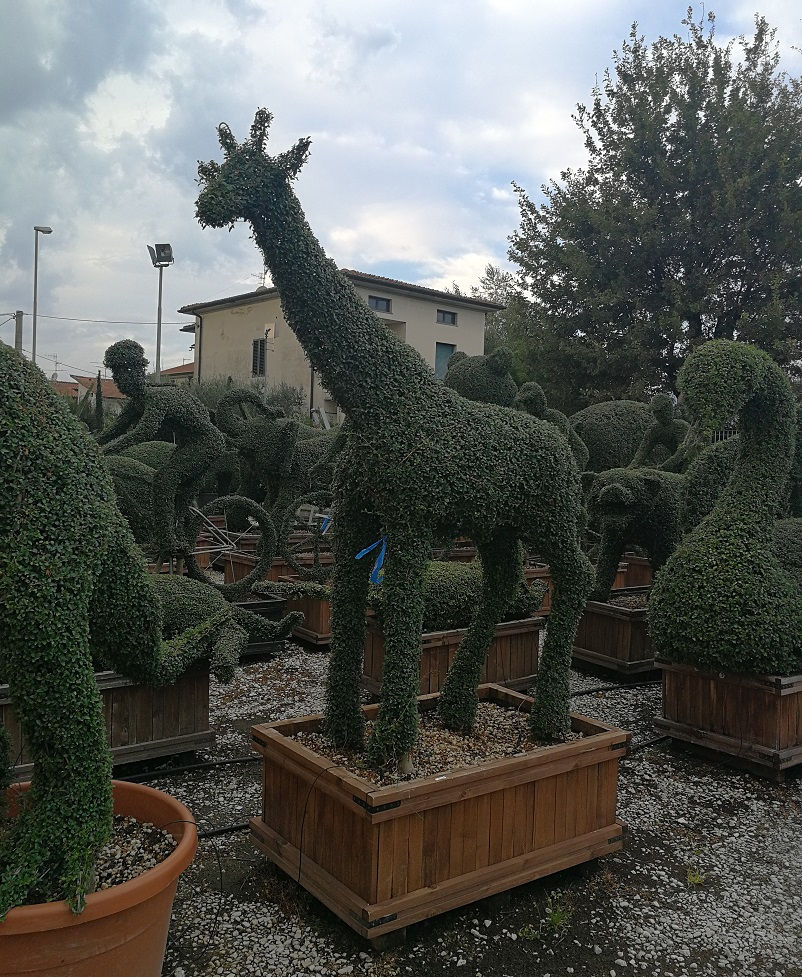 Thumbnail: Large Specialist Topiary Trees. Bespoke Topiary Trees. Giraffe Shape Topiary Tree