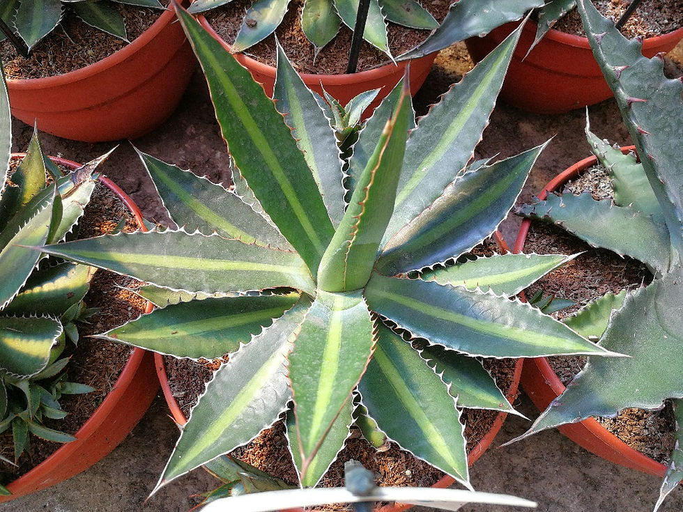 Thumbnail: Agave Lophantha 'Splendida'