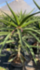 Aloe Barberae. Aloe Bainesii. Tree Aloe For Sale