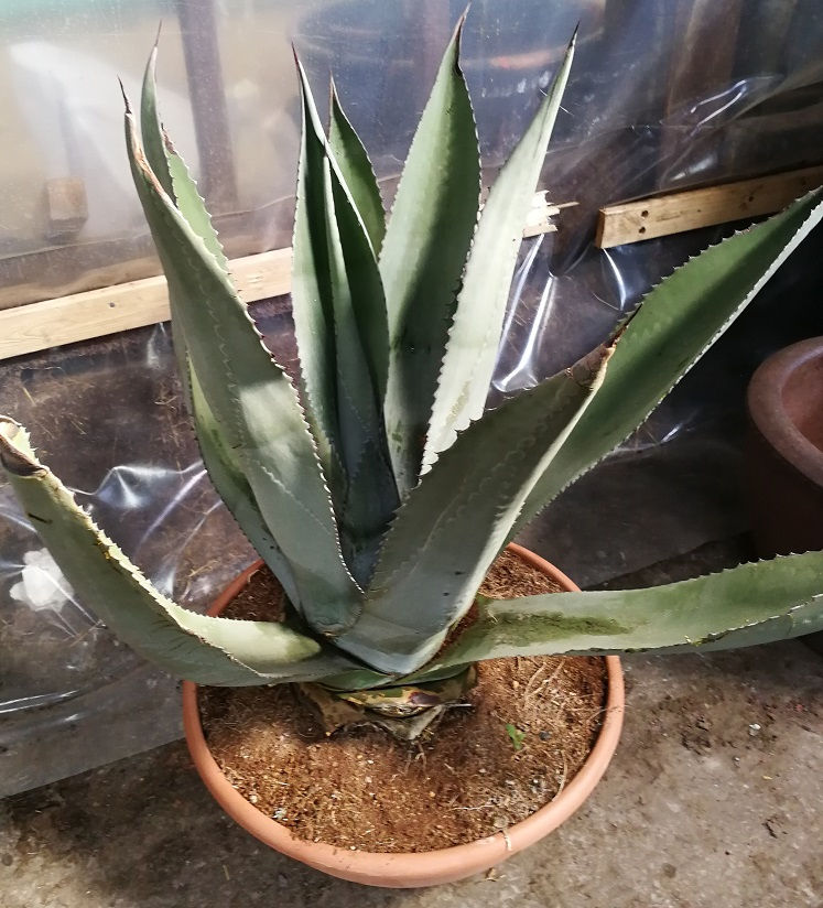 Thumbnail: Americana Agave Hybrid Plants