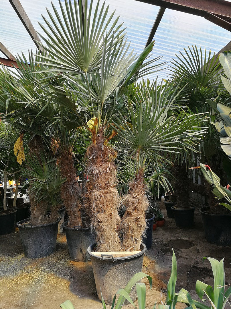 Thumbnail: Large Multi trunk Trachycarpus Fortunei