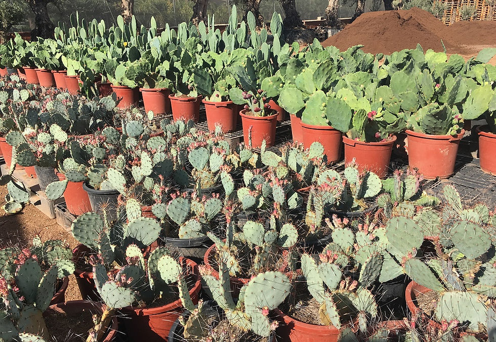 Thumbnail: Quality Cacti. Free UK Delivery