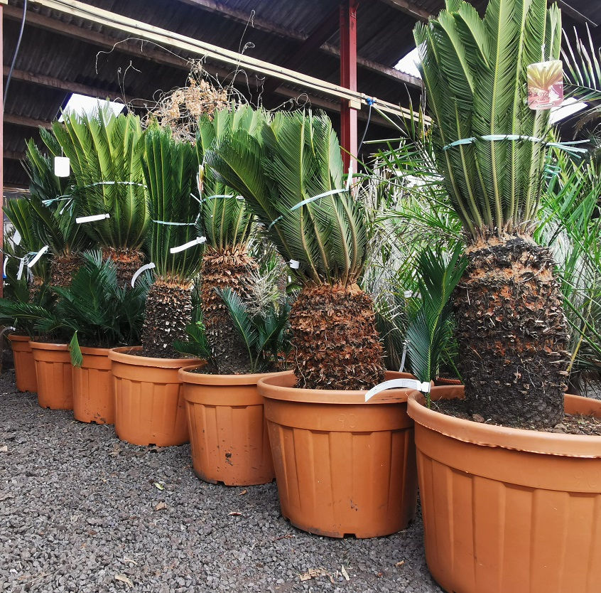 Thumbnail: Premium quality Cycas Revoluta