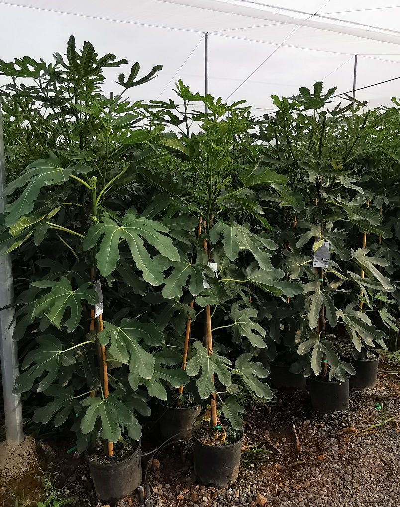 Ficus Carica. Fig Trees variety 'Rouge De Bordeaux'