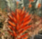 Large Aloe Arborescens Plant. Large Torch Aloe Plants for sale.