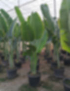Ravenala Madagascariensis. Travellers Palm.
