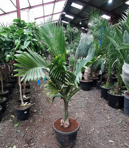 HYOPHORBE LAGENICAULIS. Bottle Palm. | thepalmtreecompany