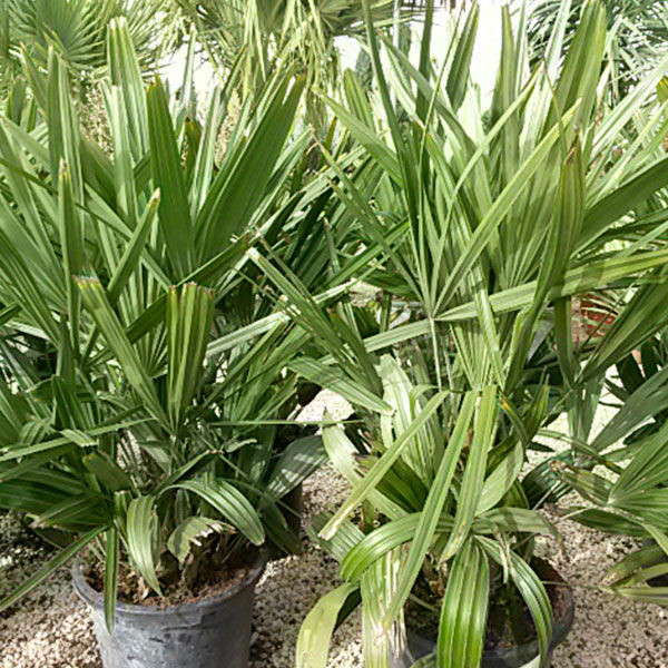Thumbnail: Needle Palm . Raphydophyllum Hysterix
