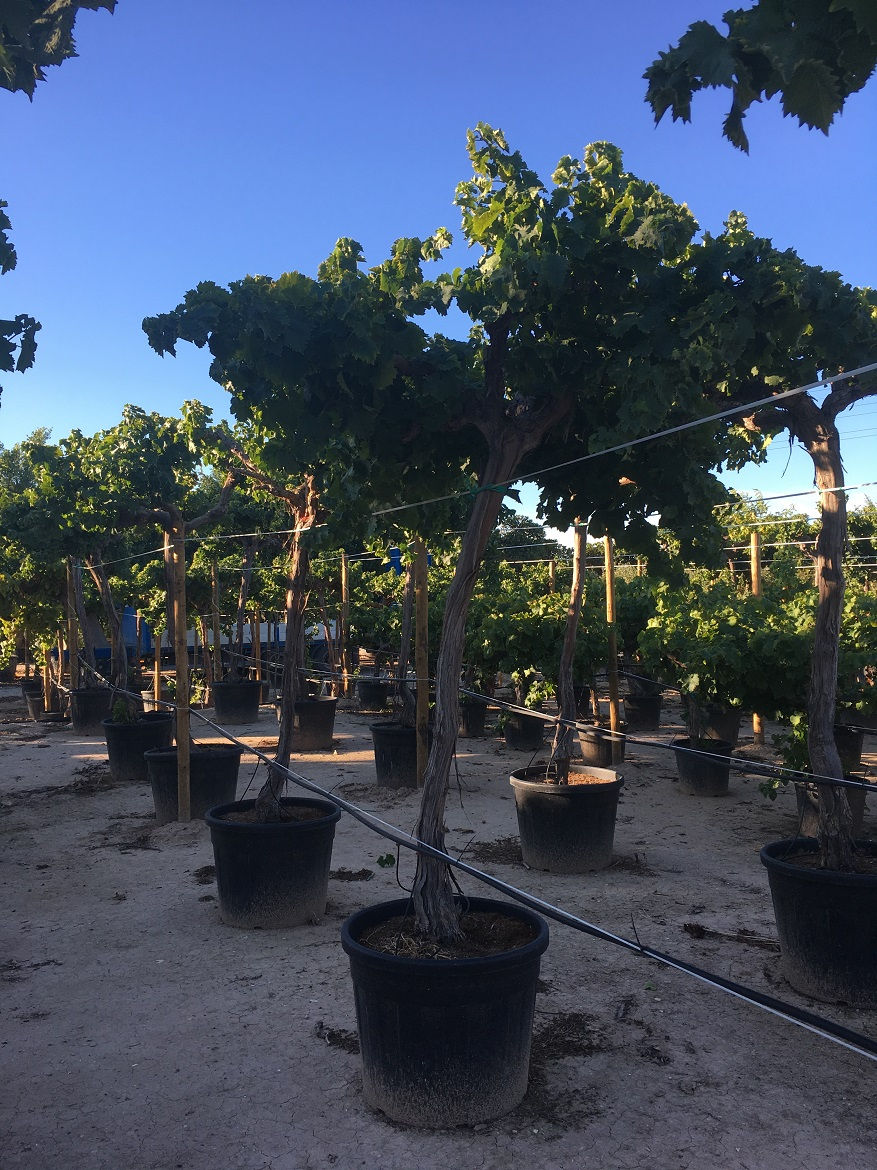 Thumbnail: Large Grapevines for sale