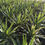 Thumbnail: Yucca Jewel Plants