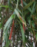 Fargesia Robusta 'Asian Wonder' Bamboo Plants For Sale