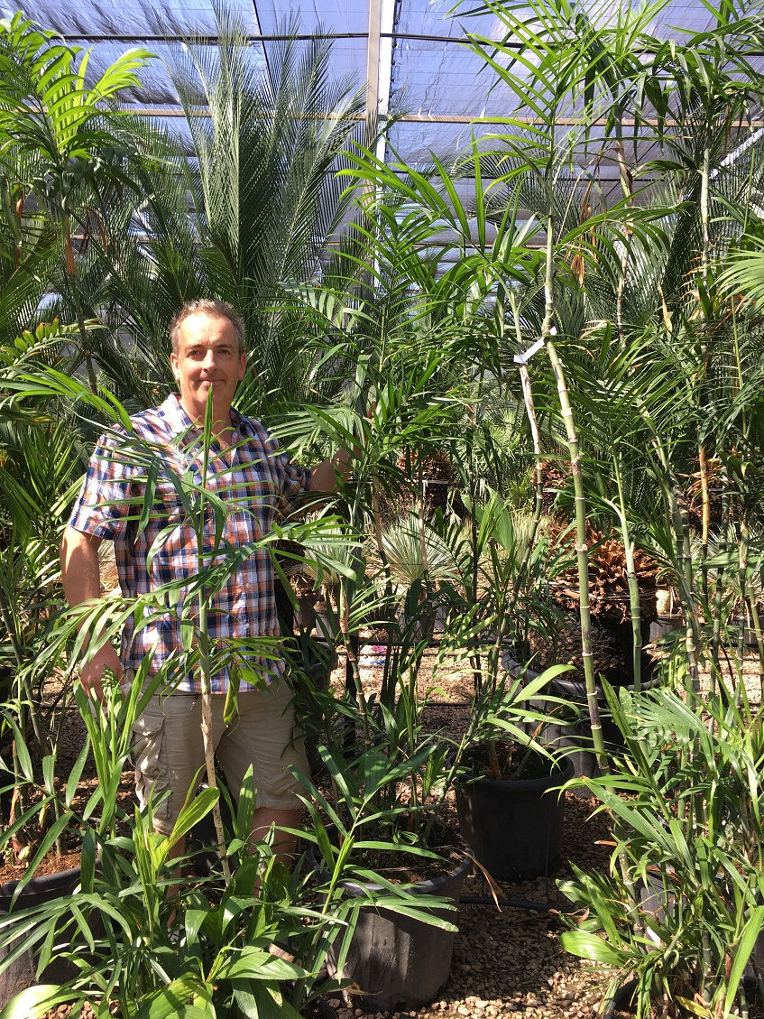 Thumbnail: Chamaedorea Seifrizii. Bamboo Palm