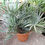 Thumbnail: Trithrinax Campestris Palm for sale.