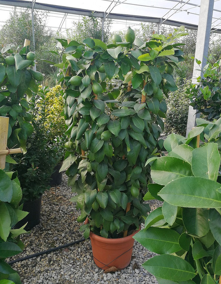 Thumbnail: Large Lemon Trees on a Circular Frame For Sale.
