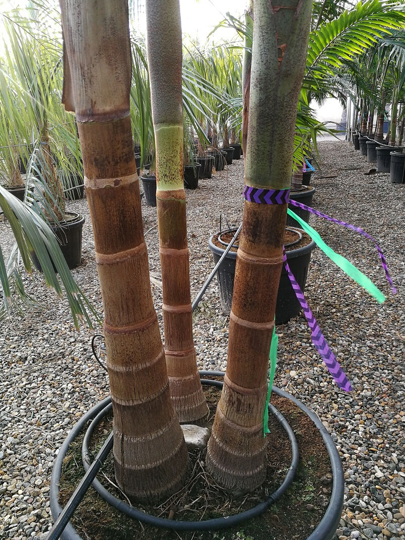 Thumbnail: Specimen Archontophoenix Alexandrea Palm. Multi-trunk.