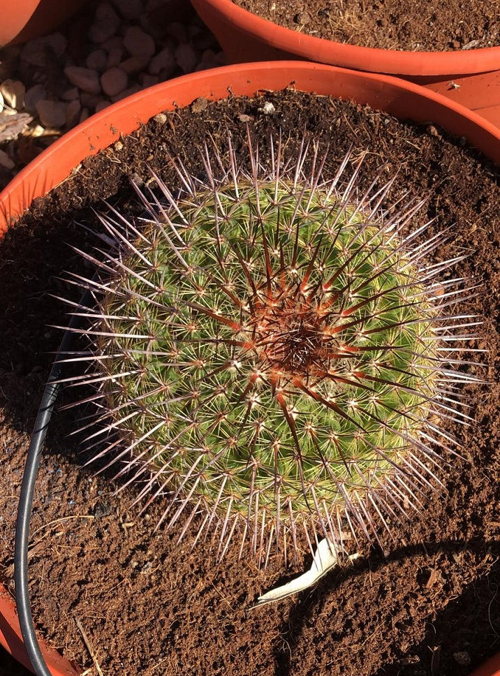 Thumbnail: Mammillaria 'Ginsa Maru' Cactus For Sale
