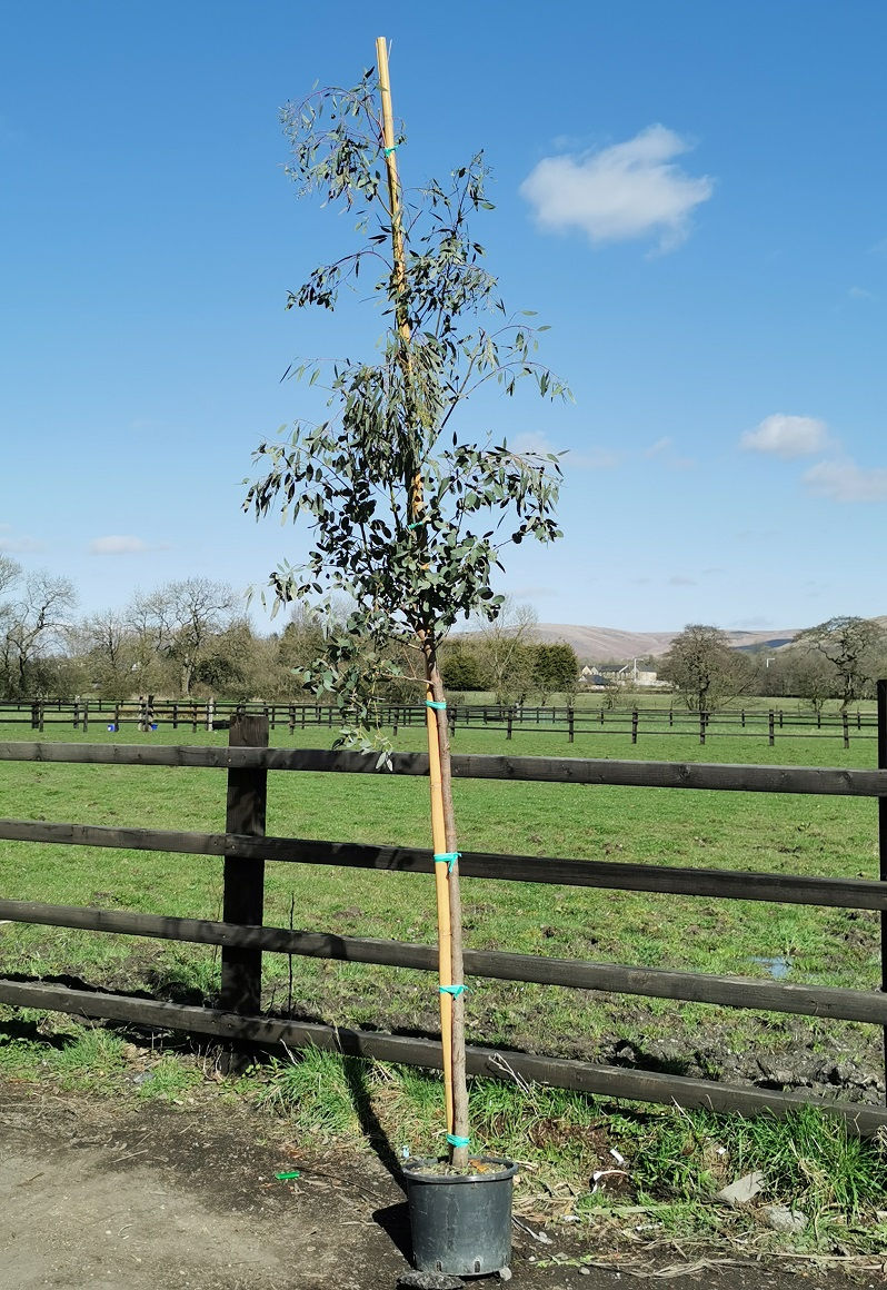 Thumbnail: Eucalyptus Gunnii Trees For Sale