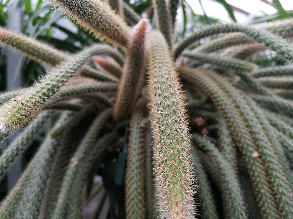 Thumbnail: Large Disocactus Flagelliformis Hanging Cactus For Sale