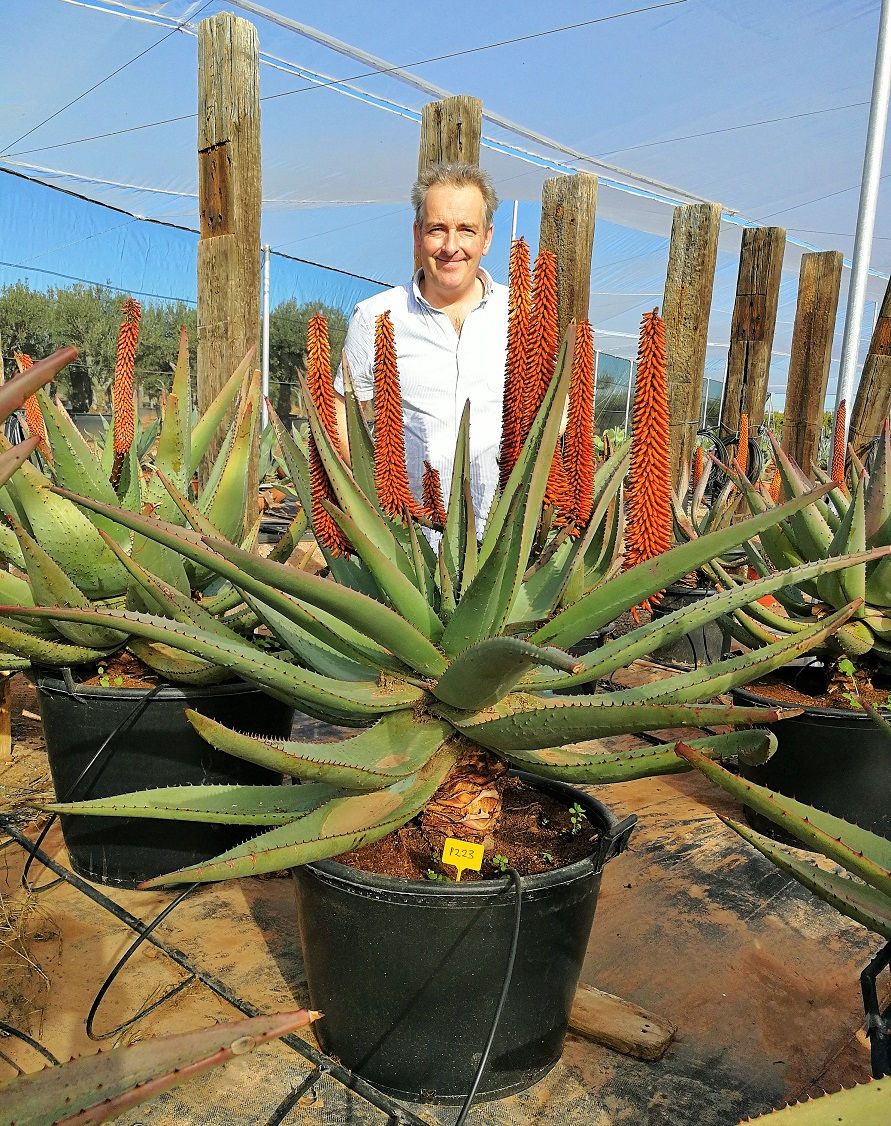Thumbnail: Large Aloe Ferox Plants