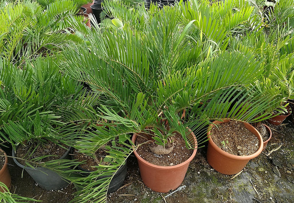 Thumbnail: Zamia Floridana. Coontie Palm